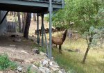 Frequent wildlife spotting from the deck, our visitors include elk, deer, turkey, fox, and many mountain birds.